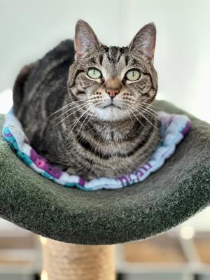 Jayden (fka Junior), senior, available for adoption