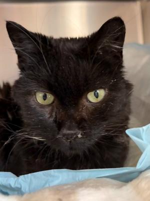 Coco (aka Cocoa), adult, available for adoption