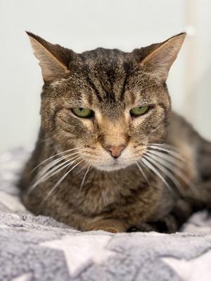 Albert, senior, available for adoption