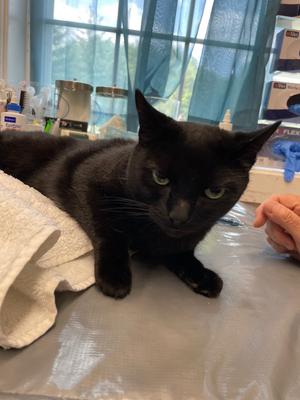 Inky, adult, available for adoption