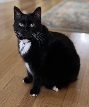 Darwin, senior, available for adoption