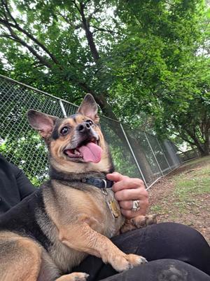 Charlie, Chihuahua, adult, available for adoption