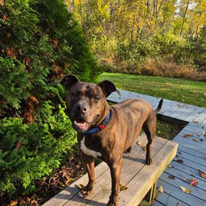 Snickers, American Staffordshire Terrier / Pit Bull Terrier, adult, available for adoption