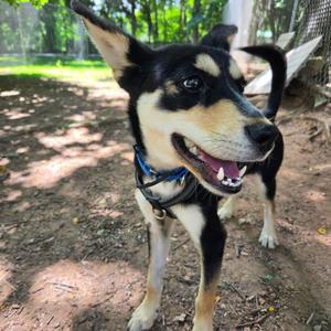 Onyx, German Shepherd Dog / Husky, young, available for adoption