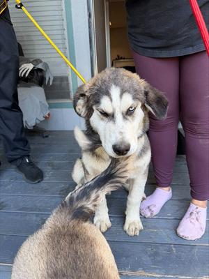 GRUMPY, Siberian Husky, young, available for adoption