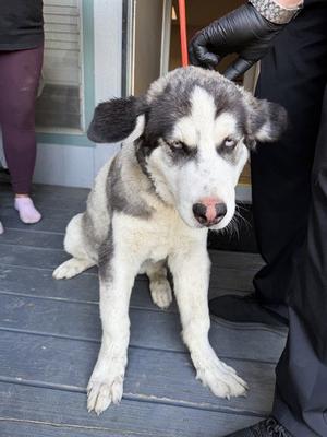 SNAPE, Siberian Husky, young, available for adoption