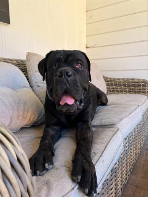 ANGEL, Mastiff, adult, available for adoption