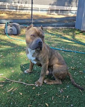 A brown and white dog sitting on grass in a fenced yard.