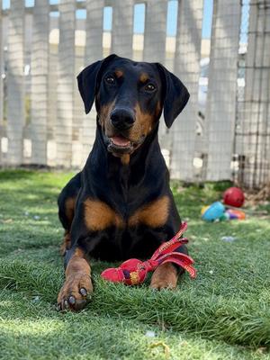 *DOBBY, Doberman Pinscher, adult, available for adoption