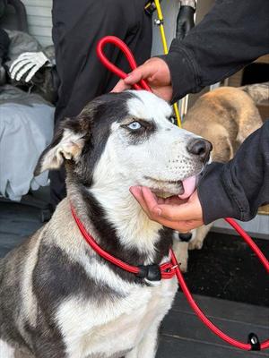 TROUBLES, Siberian Husky, young, available for adoption