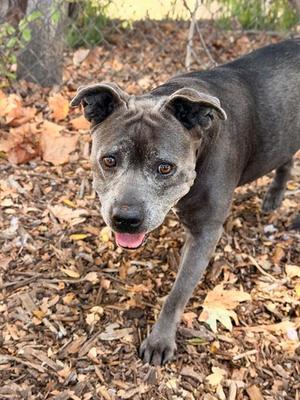 KASEY, Pit Bull Terrier, senior, available for adoption