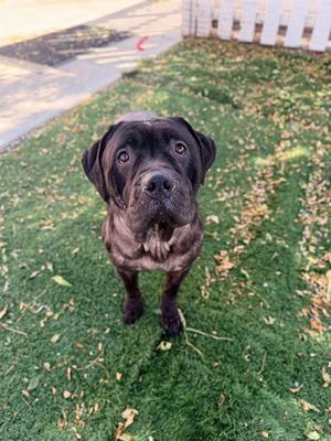 A black dog with a wrinkled face and large ears is standing on a grassy lawn, looking directly at the camera.