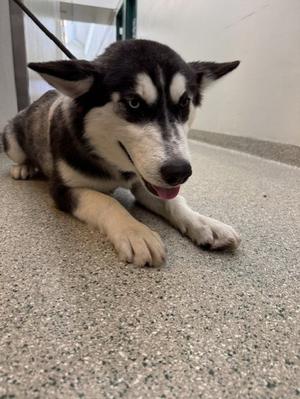 WOLFIE, Siberian Husky, young, available for adoption