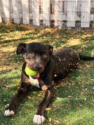 KIRA, Pit Bull Terrier, adult, available for adoption