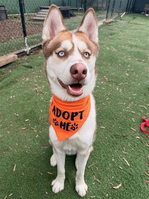*KOBE, Siberian Husky, adult, available for adoption