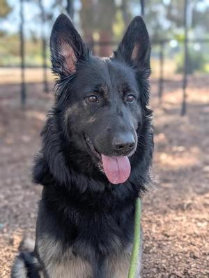 *SMOKEY*, German Shepherd Dog, adult, available for adoption