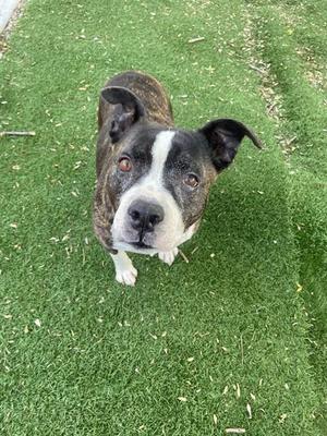 OREO, Pit Bull Terrier, adult, available for adoption