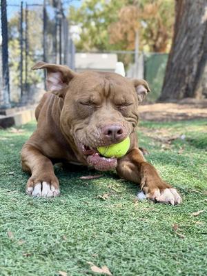 *COOPER, Pit Bull Terrier, adult, available for adoption