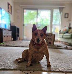 CHICHI, Queensland Heeler, senior, available for adoption