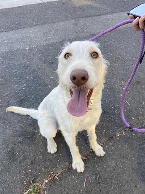 LUCKY, Labrador Retriever, young, available for adoption