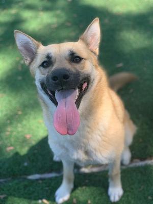 RAYE, German Shepherd Dog, adult, available for adoption