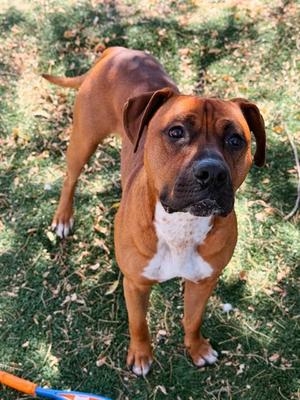 *PJ, Boxer / Pit Bull Terrier, adult, available for adoption