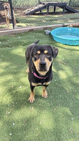 CINNABON, Rottweiler, young, available for adoption