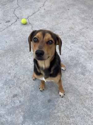 CHAMP, Beagle, young, available for adoption