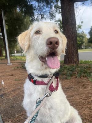 LUCKY, Labrador Retriever, young, available for adoption