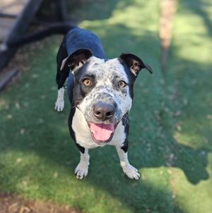A black and white dog with a spotted face, standing on grass and looking up with its tongue out.
