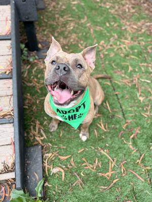 STACKS, American Bulldog, adult, available for adoption