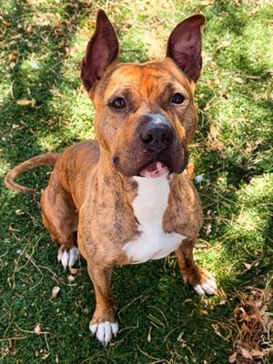 KUROMI, Boxer, adult, available for adoption