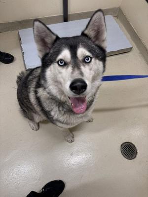 A black and gray husky dog with blue eyes is sitting on a beige floor, looking up at the camera with its mouth open and tongue out. The dog is on a blue leash, and there is a white mat behind it. A person's black shoe is visible in the foreground.
