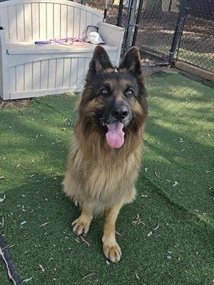 A German Shepherd dog sitting on artificial grass with its tongue out, looking at the camera.