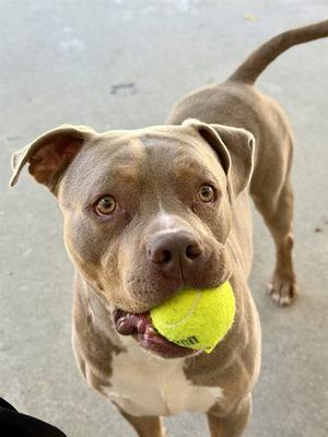 ENZO, Pit Bull Terrier, adult, available for adoption