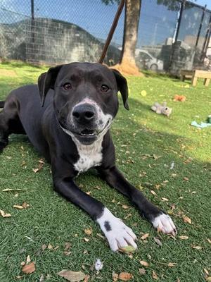 PEACH, Pit Bull Terrier, adult, available for adoption