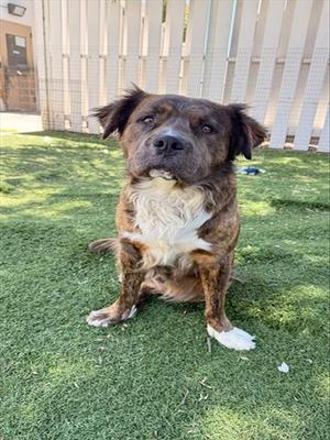 BUSTER, Pit Bull Terrier / Chow Chow, adult, available for adoption