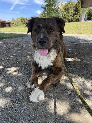 BUSTER, Pit Bull Terrier / Chow Chow, adult, available for adoption
