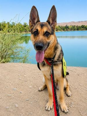 BELLA, German Shepherd Dog, adult, available for adoption