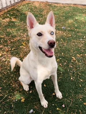 SUGAR, Husky, young, available for adoption