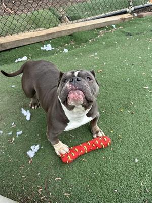 LOLA, Pit Bull Terrier, adult, available for adoption