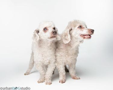 Two white poodles standing side by side against a white background