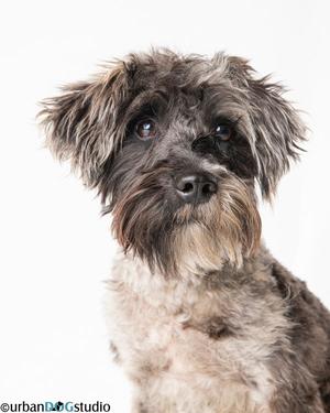 A close-up of a shaggy dog with dark fur and expressive eyes, looking directly at the camera against a white background.