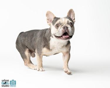A French bulldog with a gray and white coat standing on a white background.