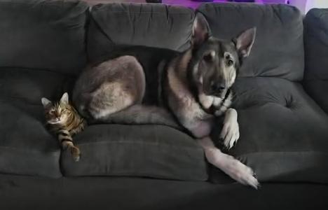 A cat and a dog lying on a couch.