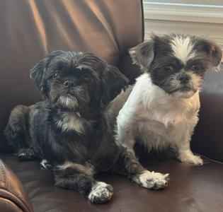 two small dogs sitting on a brown leather couch