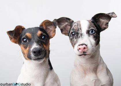 Two dogs with large ears and expressive eyes, one with a black and white coat and the other with a brown and white coat, both looking directly at the camera.