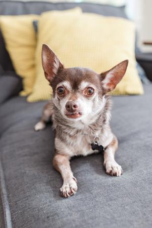 Toosie - M, Chihuahua, senior, available for adoption