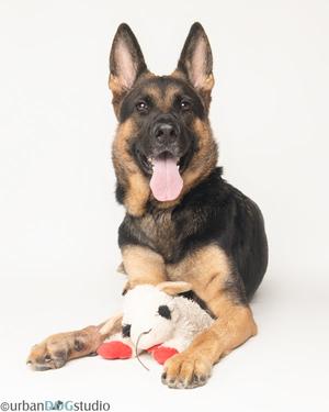 A German Shepherd dog lying down with a stuffed animal, its tongue out and looking at the camera.