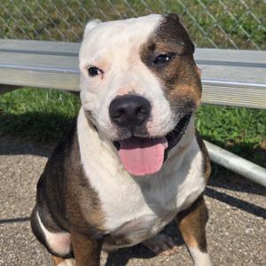 Alistair, Pit Bull Terrier, adult, available for adoption